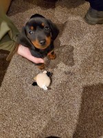1 Dachshund girl pup 8 weeks old Dachshund for sale/adoption