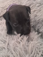 Looking for our forever homes! Staffordshire Bull Terrier for sale/adoption