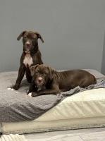 Bully puppies ready to leave American Bulldog for sale/adoption