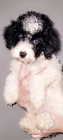 Cockapoo puppy for sale + 37235