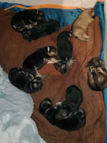 German Shepherd Dog puppy for sale + 37465