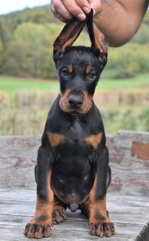 Doberman Pinscher puppy for sale + 37461