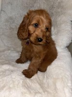 RED COCKAPOO PUPPIES Ready Cockapoo for sale/adoption
