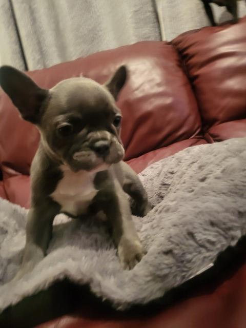 French Bulldog puppy for sale + 37260