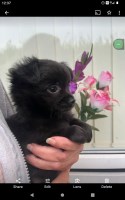 Gorgeous Dark Chocolate Chihuahua Longcoat boy puppy ready to leave now! Chihuahua for sale/adoption