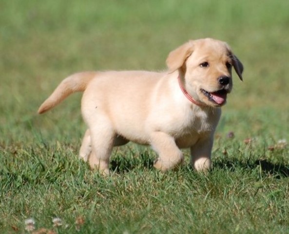 Labrador Retriever puppy for sale + 37272