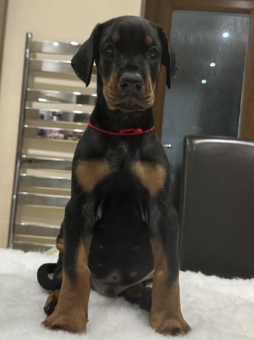 Doberman Pinscher puppy for sale + 37154