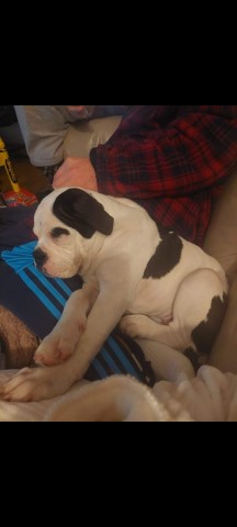 English Bulldog puppy for sale + 37303