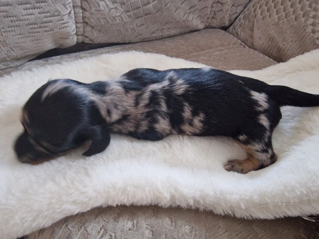 Dachshund puppy for sale + 37401