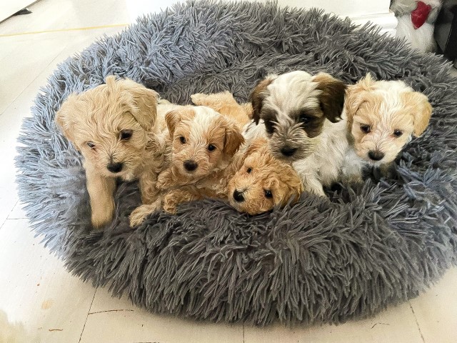 Maltipoo Puppies for Sale