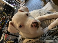 Puppy needing his new home American Bulldog for sale/adoption