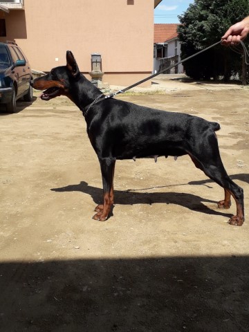 World class Serbian imported Dobermans for sale 3months old