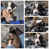 American bulldogs American Bulldog for sale/adoption