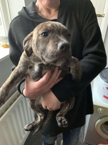 Staffordshire Bull Terrier puppy for sale + 37509