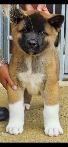 Akita kc reg from health tested parents