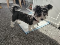 8 month old Maltese cross Maltese for sale/adoption