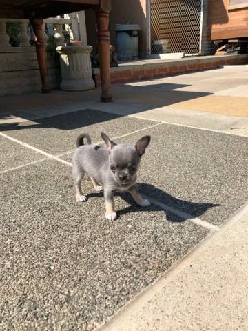 Gorgeous little chihuahua pups