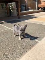 Gorgeous little chihuahua pups Chihuahua for sale/adoption