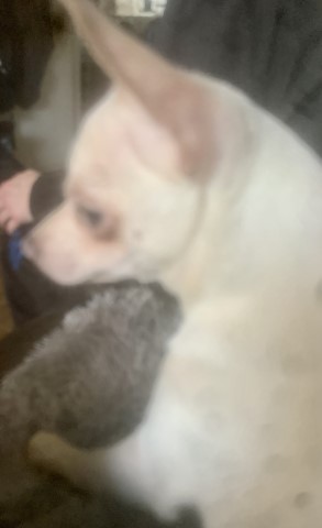 Chihuahua cross jack