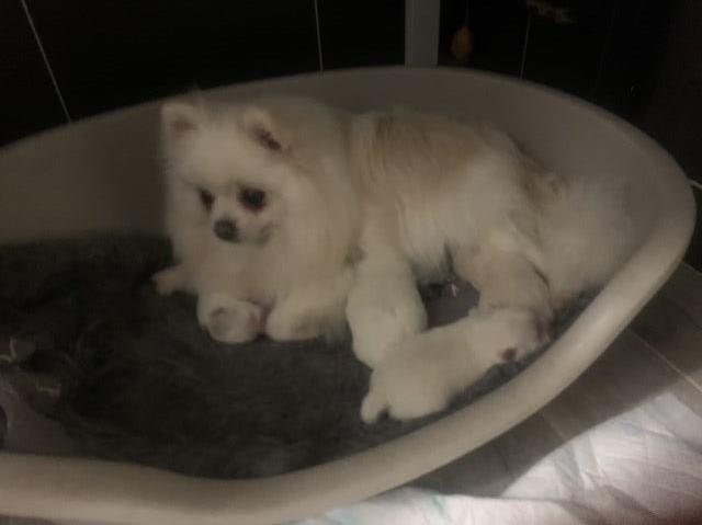 Beautiful fluffy Pomeranian girl and boys