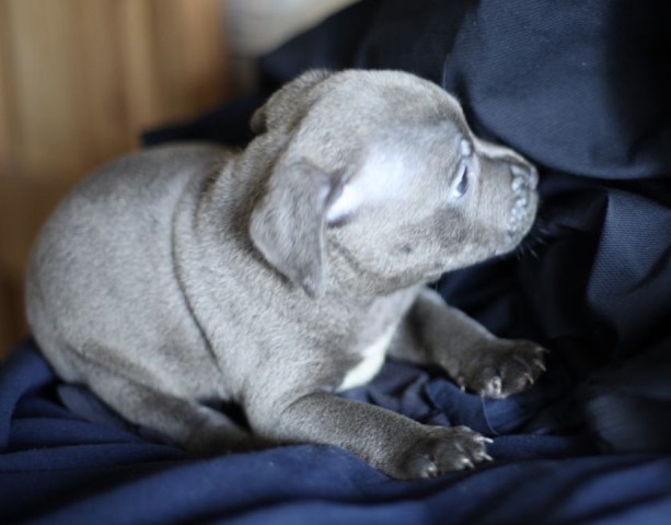 Staffordshire Bull Terrier puppy for sale + 37341