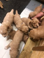 Puppies for sale Clumber Spaniel for sale/adoption