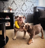 Latest Puppy Listing