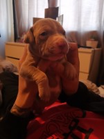 American Staffordshire Terrier thumbnail