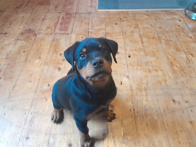 Beautiful looking rottweiler puppies