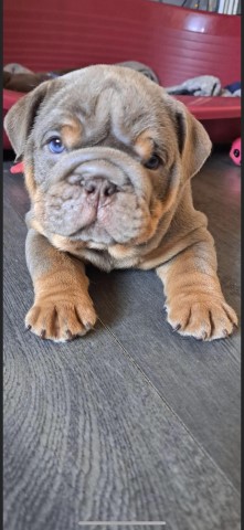 10 week englsish bulldog