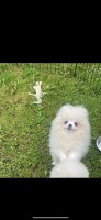 Chiao li ya champion lines white Poms Pomeranian for sale/adoption