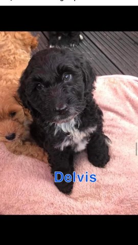 Cockapoo puppy for sale + 37423