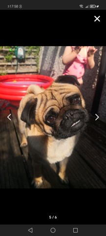 Duggee the Pug looking for a new home.