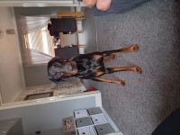 Doberman Pinscher thumbnail