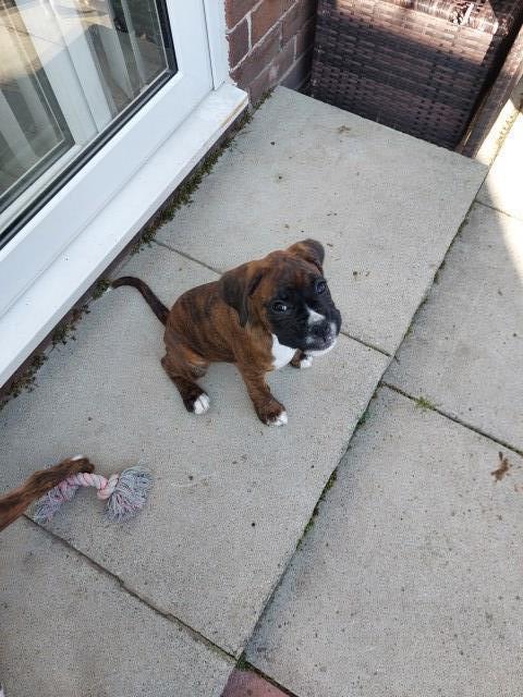 Kc registered boxer puppies