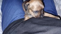 French Bulldog thumbnail