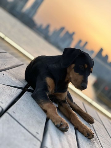 Dobermann x rottweiler puppy fully traied