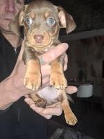 Chiweenie puppies ready now Dachshund for sale/adoption