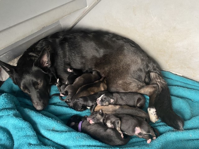 ‘Shollie’ German Shepard X Border collie puppies