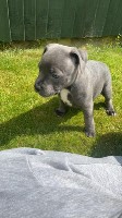 Stunning Litter of Blue KC Registered Staffordshire Bull Terriers. Staffordshire Bull Terrier for sale/adoption