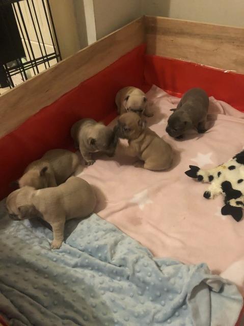 French Bulldog puppy for sale + 37311