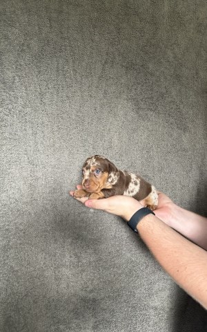 Dachshund puppy for sale + 37426