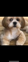 Lhasa Apso K C Reg for only STUD AI Lhasa Apso for sale/adoption