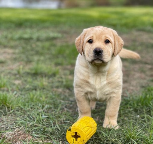 Labrador Retriever puppy for sale + 37547