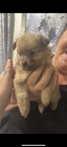 Pomeranian puppy for sale + 37476
