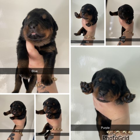 Rottweiler puppy for sale + 37328