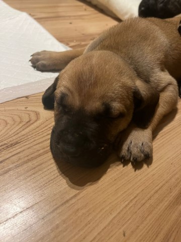 Cane Corso puppy for sale + 37321