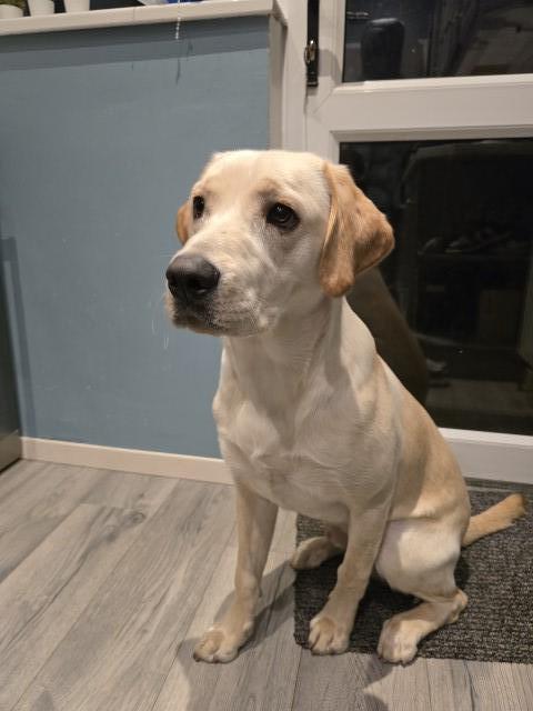 8 month old golden Labrador