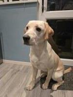 8 month old golden Labrador Labrador Retriever for sale/adoption