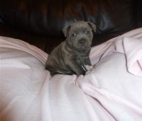 Stunning Solid Blue Staffy Puppies For Sale Staffordshire Bull Terrier for sale/adoption